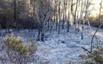 حريق غابة بوسكور يأتي على أزيد من 4 هكتارات من الأشجار والنباتات الغابوية 
