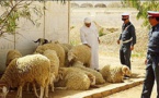 عصابة مجهولة تسرق 35 رأس غنم من حظيرة للمواشي بجماعتي "البركانيين" و"أركمان" والأمن يستنفر