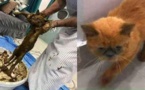 اعتقال مهاجر "مغربي" يصبغ قطط الشارع بـ"الحناء" قبل بيعها بمبالغ مرتفعة بعد إدعائه أنها من فصيلة نادرة