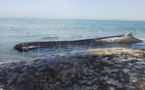 نفوق حوت عملاق بسبب انحصاره بشاطئ "بوقانا" وصغيره ظلّ يحوم بمحيط جثته العائمة رافضا الارتحال