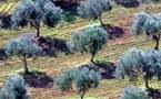 مخطط المغرب الأخضر.. غرس أزيد من 40 ألف هكتار بأشجار الزيتون في أفق 2019 باقليم الناظور