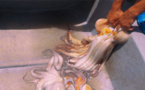 إستمرار نشاط صيد الأخطبوط بسواحل أولاد أمغار رغم دخول فترة الراحة البيولوجية 