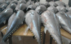 درك بودينار يحجز كمية مهمة من سمك التونة تم إصطياده بطريقة عشوائية خلال راحته البيولوجية