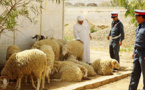 السطو على مواشي الساكنة تعود لبني سيدال لوطا .. سرقة قطيعين من الأغنام بدوار حجرة علي