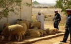 لصوص يستولون على حوالي 30 رأسا من الغنم وسط استنفار الدرك ببني سيدال