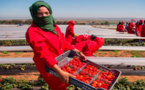 بينهن ريفيات.. تساقطات شهر أبريل تهدد العاملات في حقول الفراولة بإسبانيا
