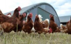 الأطباء البياطرة يكشفون حقيقة احتواء الدجاج "الكروازي" على مواد خطيرة