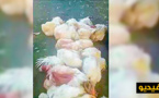 فضيحة بالفيديو: دجاج ودواجن "مريضة ونافقة" تباع بأسواق المغرب وتصل الناظور بدون أية مراقبة