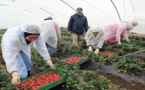 إسبانيا تقرر مضاعفة أعداد "المغربيات" للاشتغال في حقول الفراولة