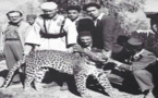 شاهدوا.. حكاية النمر الذي فر من "سيرك" بالناظور 