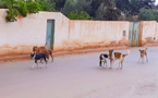 انتشار مهول للكلاب الضالة يثير مخاوف ساكنة جماعة دار الكبداني‎