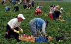 أنباء عن "حريك" 3000 من عاملات حقول الفراولة الإسبانية