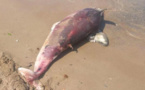 بحر الحسيمة يلفظ دلفينا ضخما من نوع "النيغرو"  