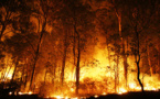 بالصور.. اندلاع حرق بغابة كوروكو والرياح تزيد من اتساع رقعة ألسنة النيران
