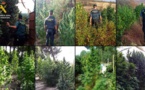 الحرس المدني الإسباني يكتشف 12 مزرعة لغرس الحشيش ويحجز 220 كيلوغراما من سنابل الكيف