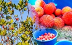 صور.. الساسنو فاكهة حمراء اللون زاهية تغري المارين بمحاذاة غابة جبل القرن بتمسمان