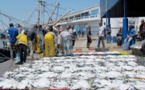 استطلاع: انخفاض طفيف في مفرغات الصيد البحري بميناء الحسيمة مقارنة بالسنة الماضية