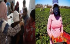 السلطات الإسبانية تعلن ارتفاع عدد عاملات حقول الفراولة اللاتي اخترن الحريك