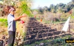 الدريوش.. انتشار الخنزير البري بجماعة أتروكوت وإتلافه المحاصيل الزراعية يدفع الفلاحين إلى الاستغاثة
