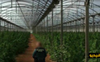 بالفيديو.. مداهمة مزارع سرية للكيف في جنوب إسبانيا يسفر عن حجز 33 ألف نبتة من الحشيش وإعتقال 13 شخصا