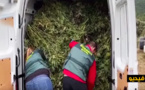 بالفيديو.. توقيف 4 أشخاص كانوا بصدد تجفيف سنابل الكيف بمزرعة نائية للقنب الهندي بجنوب إسبانيا