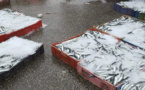 سلطات ميناء الصيد البحري بالحسيمة تمنع شاحنات الأسماك من تفريغ حمولتها