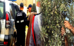 الدريوش.. الدرك الملكي يعتقل شابين متلبسين بسرقة كمية من الزيتون من ضيعة فلاحية