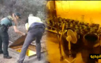 بالفيديو.. العثور على مزرعة تحت أرضية للحشيش بالجنوب الإسباني