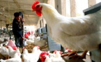 أثمنة الدجاج تسجل انخفاضا بأسواق الريف بحوالي 5 دراهم.. وهاشتاغ "خليها تقاقي" مازال منتشرا