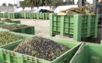 انتاج الزيتون يرتفع في المغرب بزيادة قدرها 41.6 بالمائة