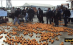 شاهدوا.. مزارعون مغاربة يرمون البرتقال والكليمونتين بسبب تراجع الأسعار