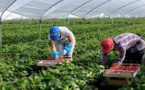 أزيد من 19ألف عاملة سيلتحقن بحقول "الفراولة" الإسبانية أزيد من 19ألف عاملة سيلتحقن بحقول "الفراولة" الإسبانية