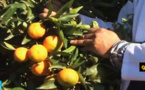 شاهدوا.. تقرير لفرانس24 حول مدينة بركان عاصمة البرتقال والحمضيات بالمغرب