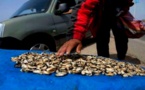 وزارة الفلاحة والصيد البحري ترفع الحظر عن جمع وتسويق الصدفيات بشواطئ الناظور