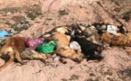 صور.. رمي جثث كلاب مقتولة بعد شن حملة إبادة جماعية وسط "رأس الماء" يثير غضب الساكنة