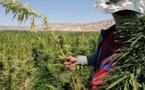 في نظر 3 تقارير دولية حول المخدرات.. المغرب يتصدر والبلاء ينتشر