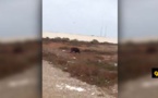 شاهدوا كيف تتجول الخنازير بحرية في وضح النهار بأركمان وسط تجاهل خطره المحدق بالساكنة