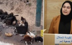 الناظورية شملال تستنكر إحراق 40 قطا بآسفي وتطالب بتشريعٍ حمائي وقانوني يُجرّم المساس بحياة الحيوان بالمغرب