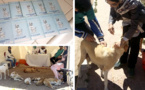 جمعية "رأفة لحماية الحيوان" ترد على ساكنة "الشعبي" بالناظور الداعية إلى إجلاء حيّها من الكلاب الضالة