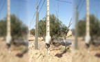 بالصور.. إنقطاعات في التيار الكهربائي بسبب إشتعال نيران في عدد من الأعمدة الكهربائية بالدريوش 