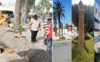 مواطنون يحذرون من وقوع فاجعة بسبب تساقط جذوع أشجار النخيل المعتلة والذابلة وسط الناظور