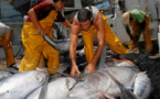 انطلاق عملية صيد سمك التون الأحمر بسواحل إقليمي الحسيمة والدريوش