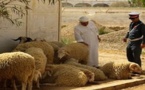 الدرك يتمكن من استرجاع قطيع أغنام من أحفير بعد سرقتها من بني سيدال