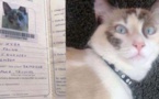 شابة ناظورية تعرض مكافأة مالية لفائدة من يعثر على قطتها المفقودة