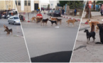 هكذا ستتدخل مؤسسات مركزية للحد من انتشار الكلاب الضالة ومخاطرها بالناظور