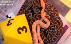 اسبانيا تفكك شبكة لتهريب الحيوانات من أوروبا إلى المغرب عبر معبر مليلية الناظور