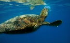 الحكومة تصدر قانونا جديدا يمنع صيد الثدييات والسلاحف البحرية بالمياه المغربية