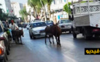 شاهدوا.. قطعان الحمير تزاحم الساكنة في شوارع مدينة الناظور 