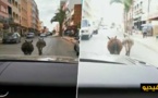 زمرة من الحمير تجوب وسط أرجاء الناظور بكل حرية بلا حسيب ولا رقيب