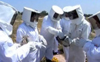 تجربة تربية النحل بمنطقة متليلي